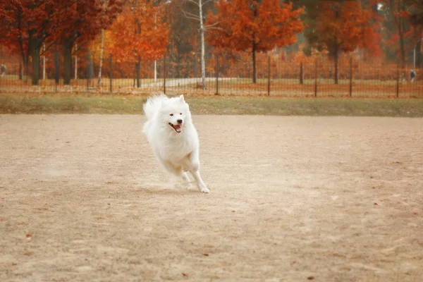 Szamojéd kutya fut szabadtéri — Stock Fotó