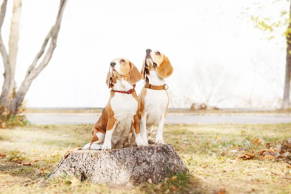 Cão bonito entre folhas amarelas, retrato. Cão Beagle. Outono . — Fotografia de Stock