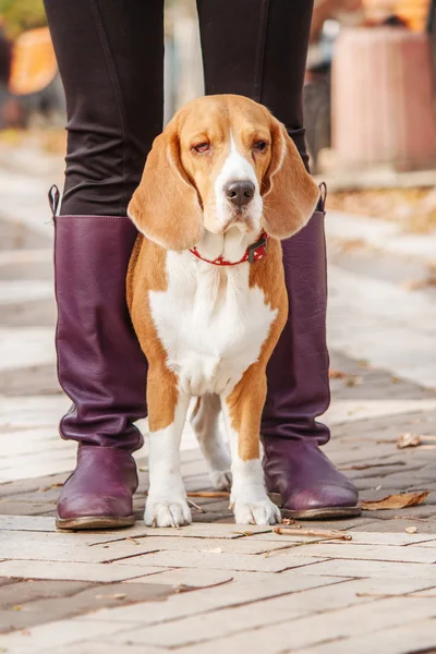 Schöner Hund zwischen gelben Blättern, Portrait. Beagle Dog. Herbst. — Stockfoto