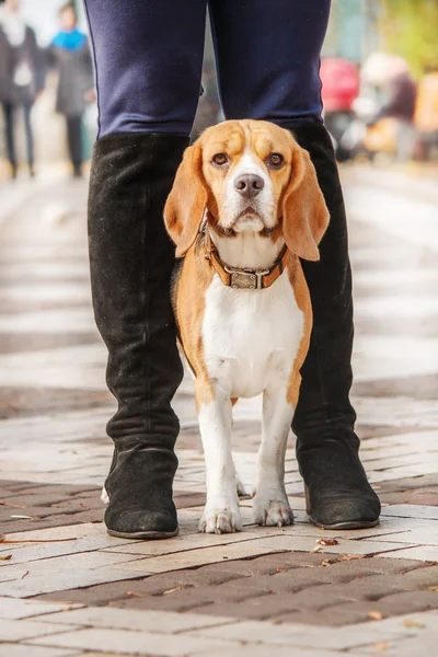 Menina com cão — Fotografia de Stock