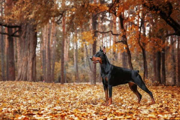 Dobermann-Pinscher im Herbstpark — Stockfoto