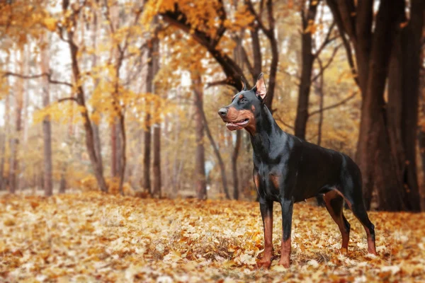 Dobermann Pinscher in herfst park — Stockfoto