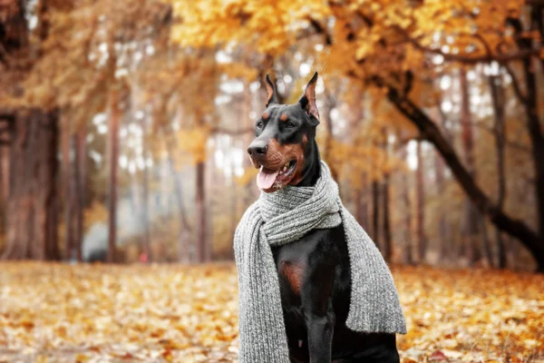秋天的公园杜宾犬 — 图库照片
