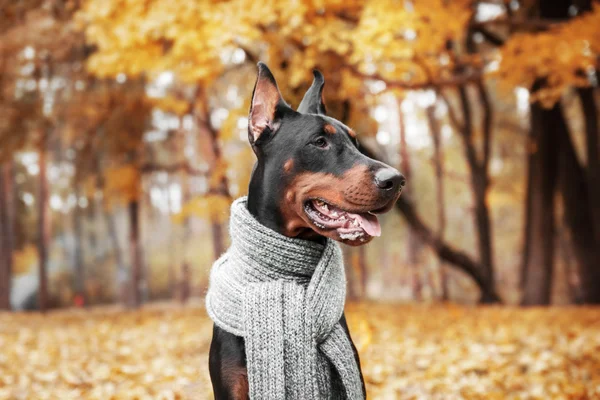 Dobermann Pinscher in herfst park — Stockfoto