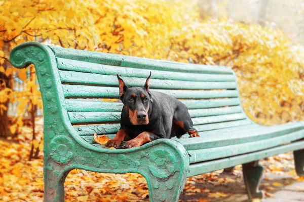 Doberman Pinscher i høstparken – stockfoto