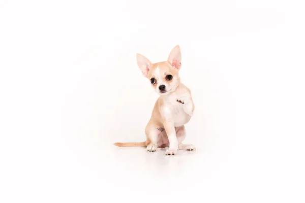 Chihuahua puppy geïsoleerd op witte achtergrond — Stockfoto