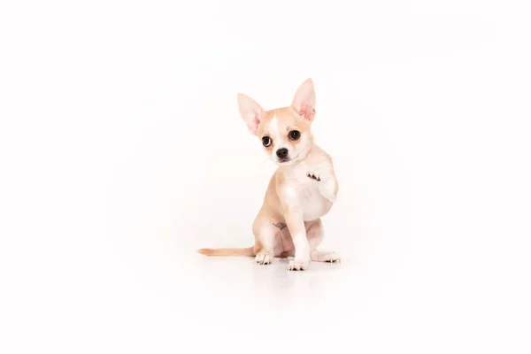 Chihuahua puppy isolated on white background — Stock Photo, Image