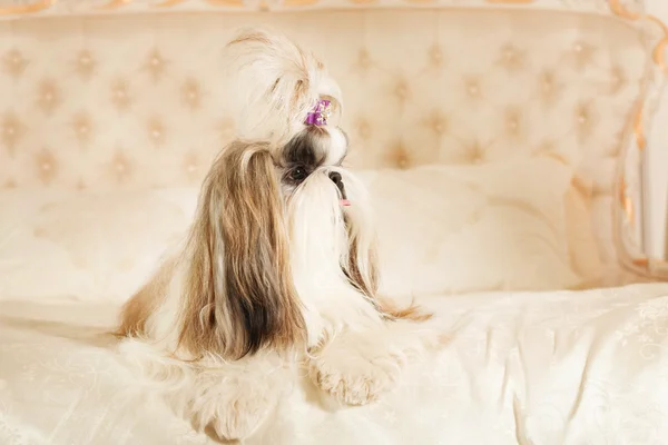 Shih Tzu with long hair in a beautiful classic interior — Stock Photo, Image