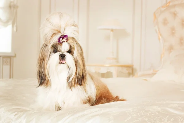 Shih Tzu con i capelli lunghi in un bellissimo interno classico — Foto Stock