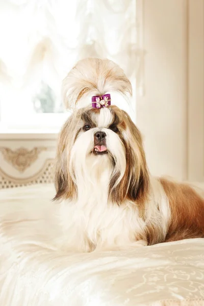 Shih Tzu with long hair in a beautiful classic interior — Stock Photo, Image