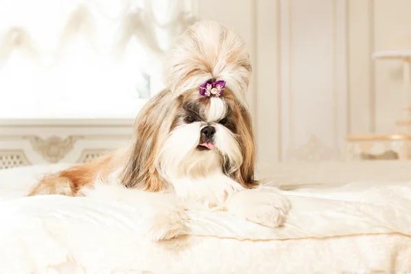 Shih Tzu with long hair in a beautiful classic interior — Stock Photo, Image