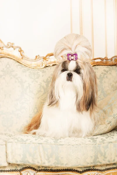 Shih Tzu with long hair in a beautiful classic interior — Stock Photo, Image