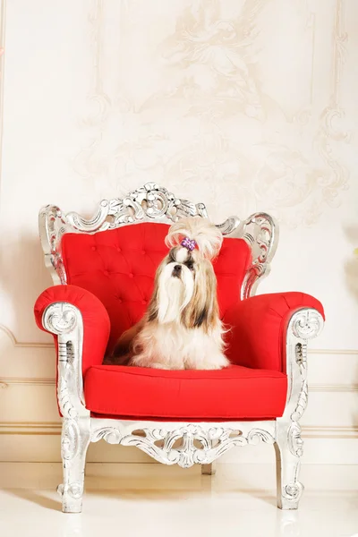 Shih Tzu with long hair in a beautiful classic interior — Stock Photo, Image