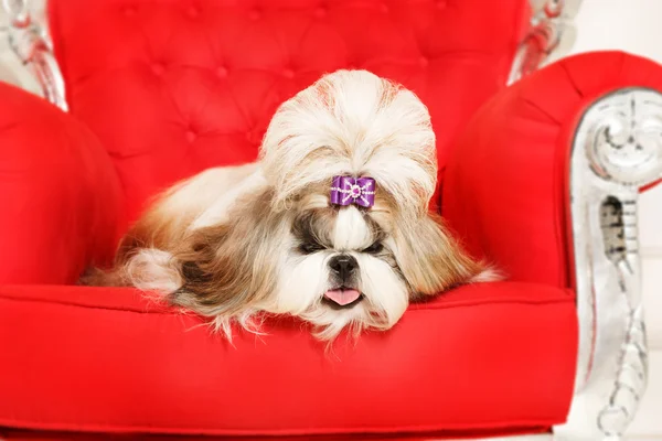 Shih Tzu con el pelo largo en un hermoso interior clásico — Foto de Stock