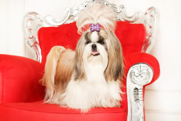 Shih Tzu con i capelli lunghi in un bellissimo interno classico — Foto Stock