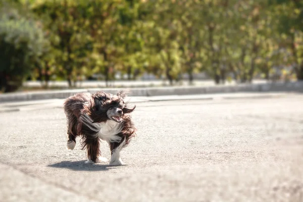 Chinese crested dog kör — Stockfoto