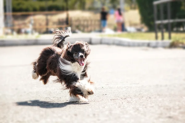 Κινεζική κορωνίδα σκύλο που τρέχει — Φωτογραφία Αρχείου