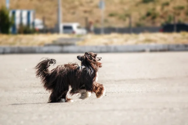 Cão de crista chinês correndo — Fotografia de Stock