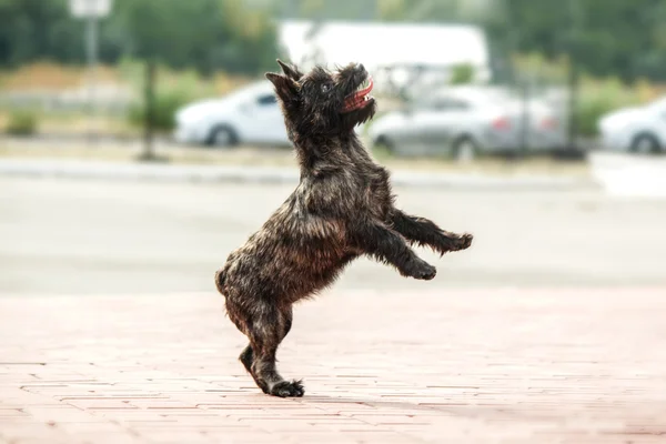 Cairn Terrier kiskutya az utcára — Stock Fotó
