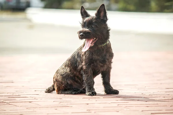 Cairn Terrier valp på gatan — Stockfoto
