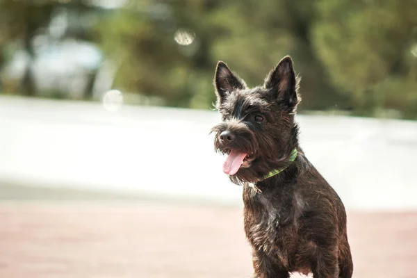 Cairn Terrier valp på gatan — Stockfoto