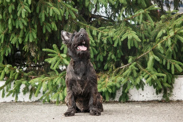 Cairn Terrier cachorro na rua — Fotografia de Stock