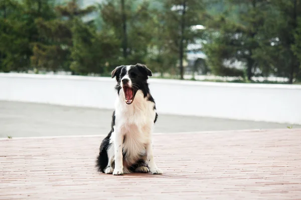 Fronteira collie na rua — Fotografia de Stock