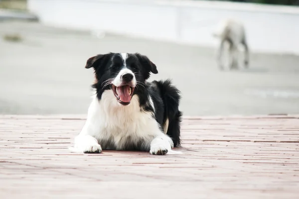 Border collie in de straat — Stockfoto