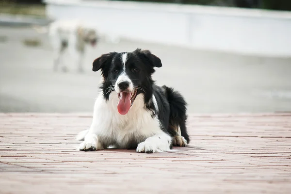 Border collie in de straat — Stockfoto