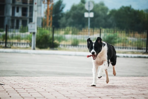 ชายแดน Collie ในถนน — ภาพถ่ายสต็อก