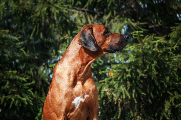 Hodesian ridgeback en la calle —  Fotos de Stock