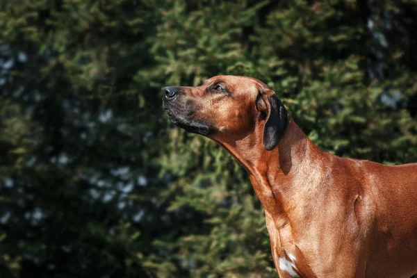 Hodesian ridgeback en la calle —  Fotos de Stock