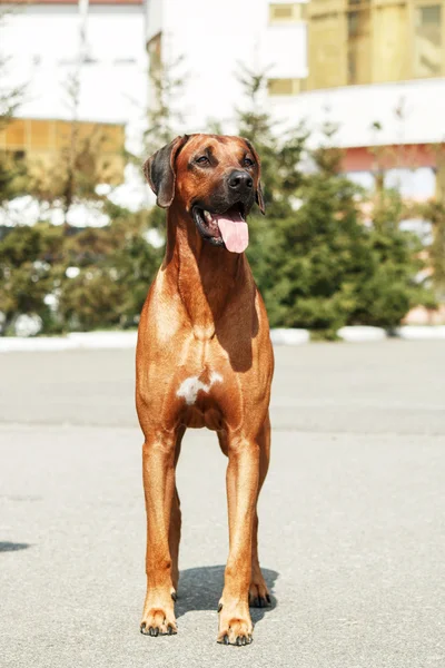 Hodesian Ridgeback-az utcán — Stock Fotó