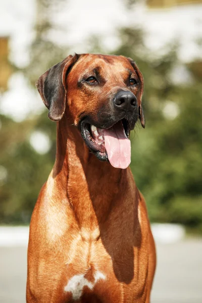 Hodesian Ridgeback-az utcán — Stock Fotó