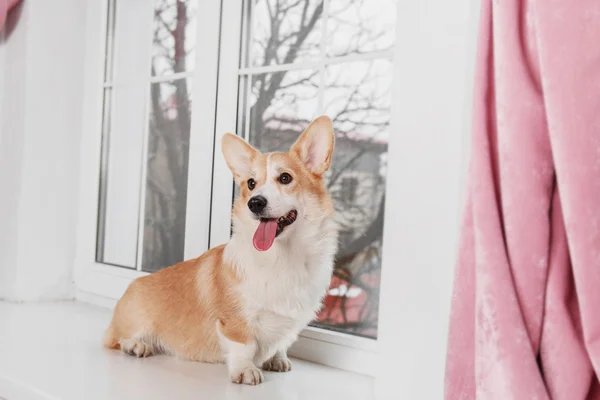 Pembroke Welsh Corgi, Dog Welsh Corgi โพสท่าในร่ม . — ภาพถ่ายสต็อก