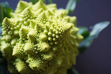 Siyah arkaplanı olan bir Romanescu karayurduyla kapat