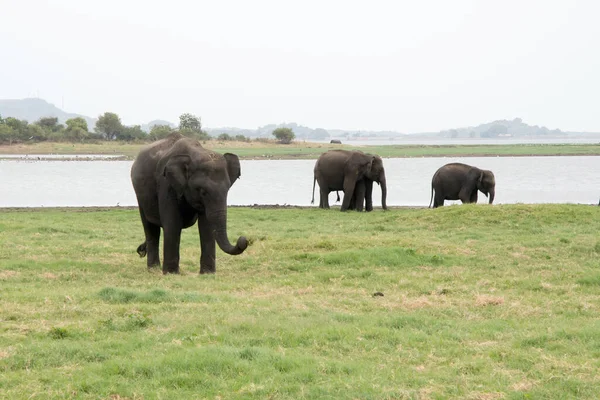 Три Больших Азиатских Слона Едят Траву Национальном Парке Миннерия Шри — стоковое фото