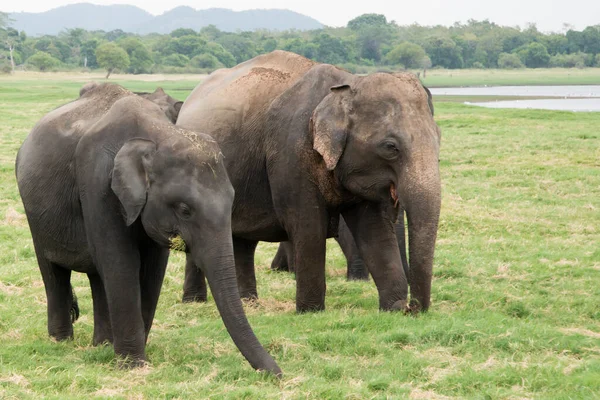 Азиатские Слоны Едят Траву Парке Миннерия Шри Ланке Одна Травой — стоковое фото