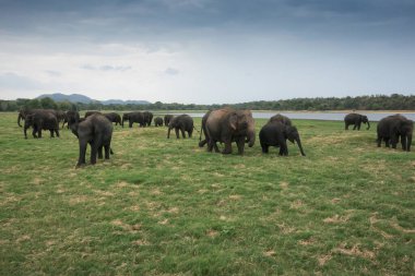 Sri Lanka 'daki Minneriya Ulusal Parkı' nda inanılmaz bir Asya fili grubu. Gölü olan güzel yeşil bir manzara