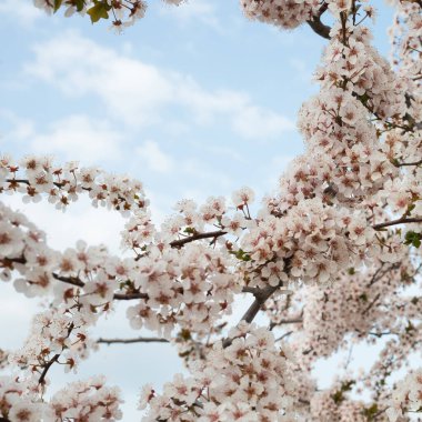 İspanya 'da güzel kiraz ağaçları çiçek açar.