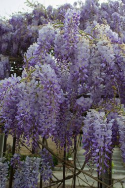Çiçek açarken renkli salkımcık sinensis ağacının yakın çekimi. Asturias, İspanya.