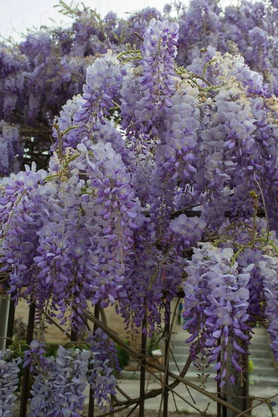 Çiçek Açarken Renkli Salkımcık Sinensis Ağacının Yakın Çekimi Asturias Spanya — Stok fotoğraf