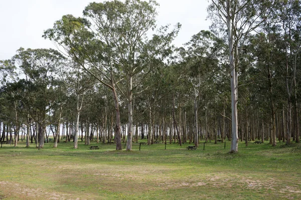 Okaliptüs ormanı ve Rodiles dinlenme alanında çam ağaçları. Asturias, İspanya