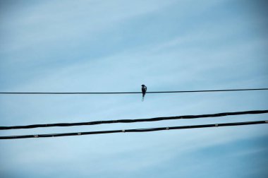 Elektrik hattında sık görülen bir kırlangıç. Mavi gökyüzü. Soria, İspanya
