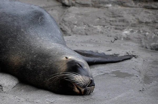 Sea Lion Resting Floor Closed Eyes Moustache White Hairs — Stock Photo, Image