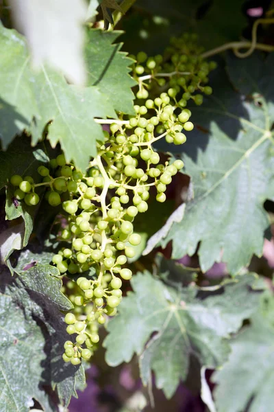 Primer Plano Las Uvas Que Crecen Viñedo Cerca Rioja España — Foto de Stock