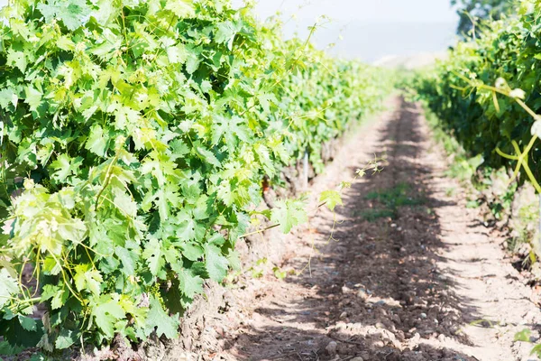 Viñedo Día Soleado Primavera Hojas Verdes Uvas Pequeñas Creciendo Rioja — Foto de Stock