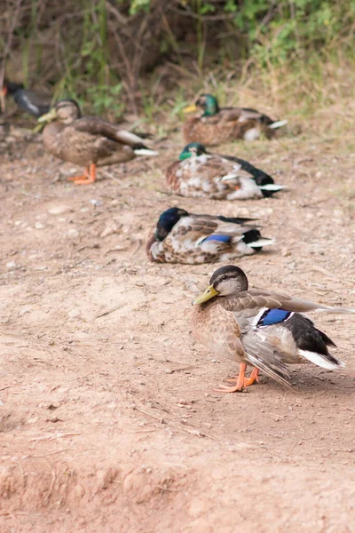 Porträtt Söt Gräsänder Med Bruna Och Blå Fjädrar Grupp Dem — Stockfoto