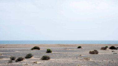İspanya 'nın Lanzarote kıyısındaki çorak bir arazi. Kumda büyüyen bitkiler. Kanarya Adaları, İspanya, Avrupa