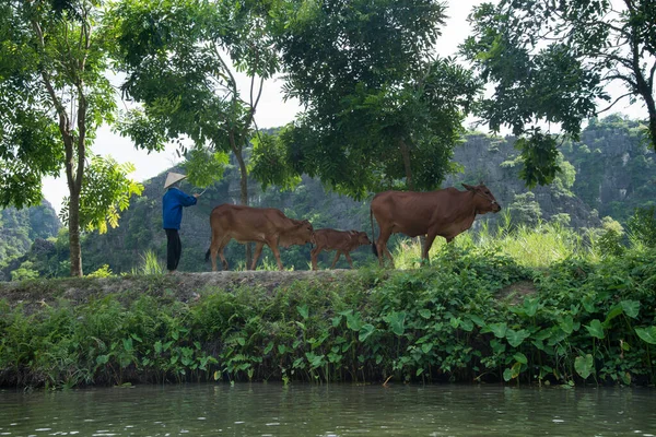 Tam Coc 'ta bir köy manzarası ve bir çiftçi. Geleneksel şapkalı çiftçi hayvanlara rehberlik ediyor. Vietnam